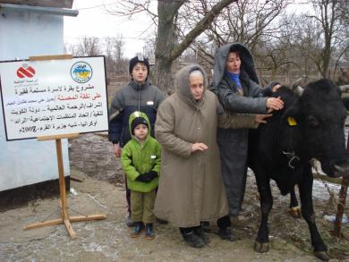 Корова для малозабезпеченої сім'ї