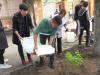 Старшокласники з «Нашого майбутнього» висадили 12 кущів бузку біля ІКЦ