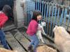Дойные козы для многодетных семей Херсонщины: начало новой инициативы