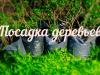 GreenDeen планирует масштабную экоакцию в Киеве 